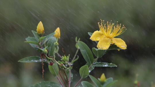 公园下雨中的花朵