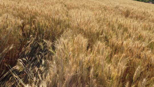 小麦水稻丰收农业种植收获