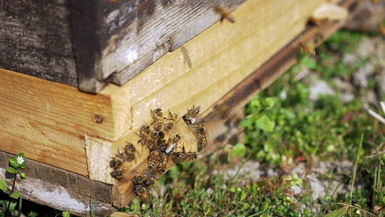 蜂箱忙碌的蜜蜂