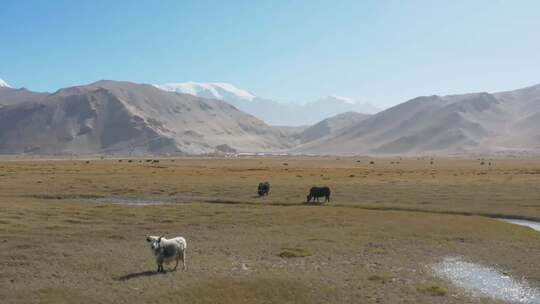 新疆山脚下小溪旁黑牦牛觅食航拍