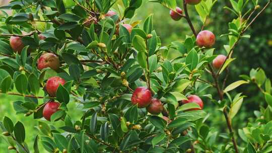 茶油果 油茶果 油茶种植