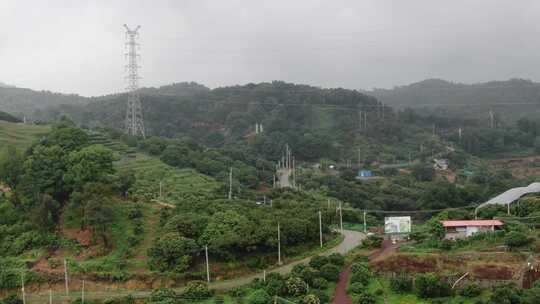 荔枝种植地航拍