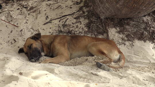 沙滩上熟睡的狗