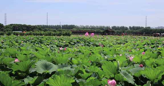 夏天苏州荷塘月色公园荷花荷叶公园景观