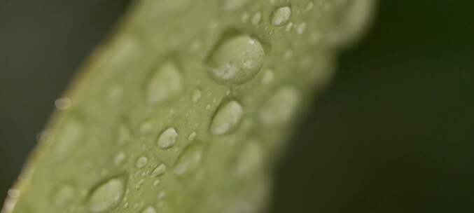 雨中打在叶子上特写镜头