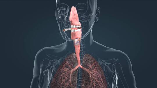 肺癌 肺部 吸烟 抽烟 肺病变 三维动画视频素材模板下载