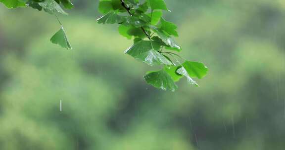 绿叶雨水下雨古建筑高帧4k