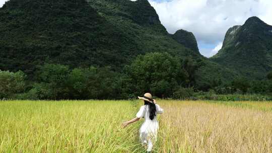 美女在水稻田中行走 抚摸稻穗