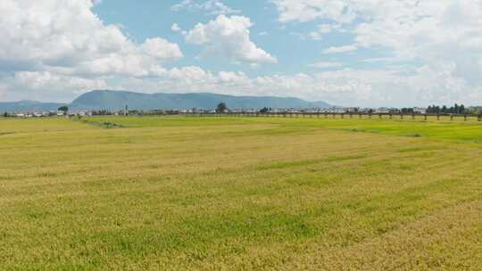 秋季金黄的稻田