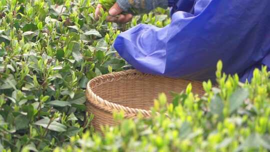 春天茶园采茶女采摘茶叶