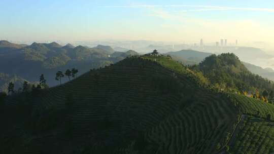 高山茶场