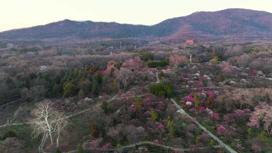 航拍南京明孝陵梅花山漫山遍野梅花盛开