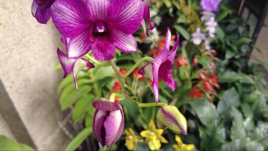 美丽的紫色和白色蝴蝶兰花