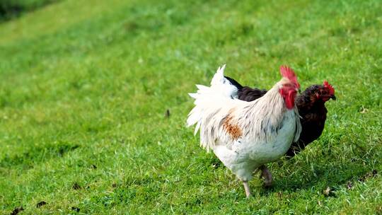 草地上吃草的公鸡母鸡