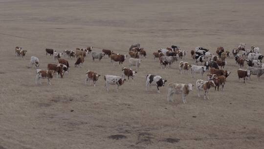 内蒙古呼伦贝尔大草原牛群视频素材模板下载