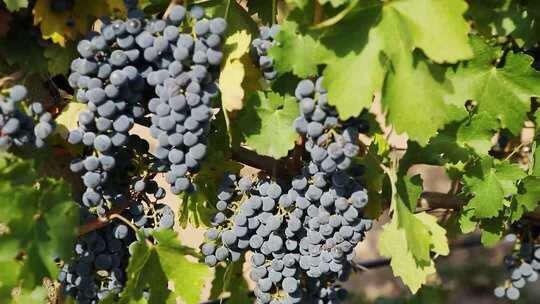 葡萄特写镜头