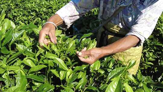 茶山茶园绿茶春茶茶叶采茶