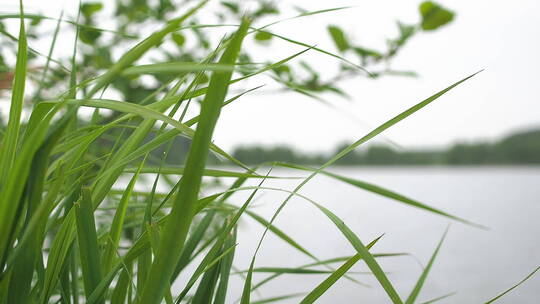 湖边青草特写