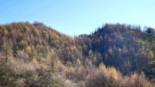 湖北恩施州大山顶林海水杉风景风光森林