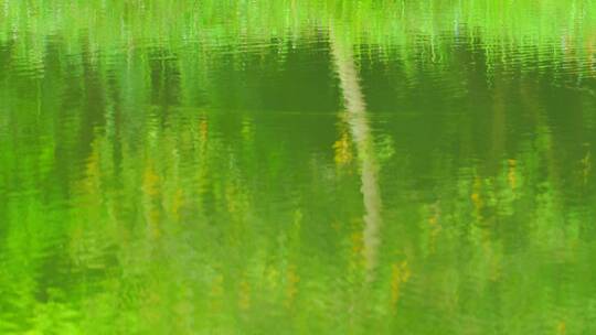 湿地公园水倒影植物