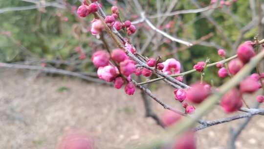 梅花树枝上的粉色花苞特写