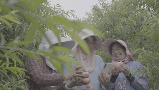 航拍农民伯伯在绿色桃树树林田间地头全景2