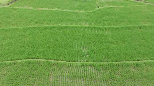 农业水稻航拍视频素材模板下载