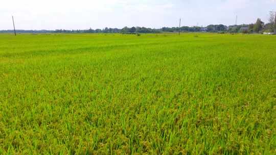 蓝天白云之下农村的稻田