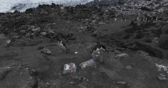 企鹅，鸟，海，海洋