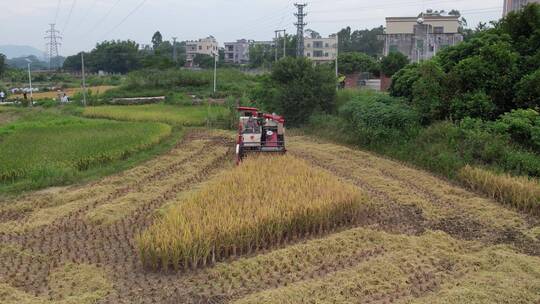机械收割水稻航拍