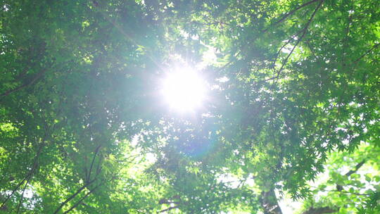 夏日阳光树叶，绿色环保清新自然森林视频素材模板下载