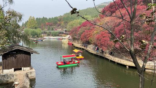 济南红叶谷景区，秋季满山红叶景观