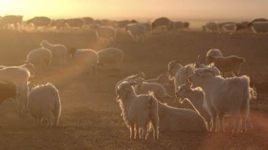 羊群清晨