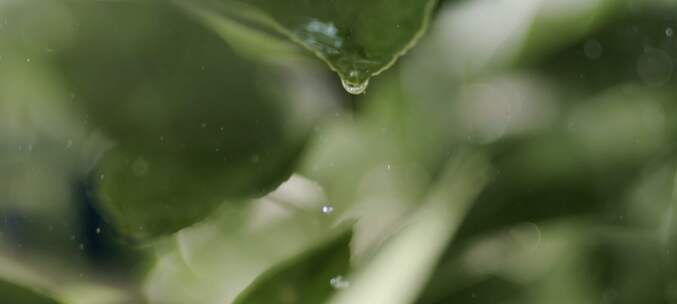 雨中打在叶子上特写镜头