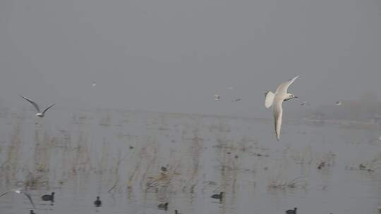 平顶山白龟山水库 湿地公园 冬季 红嘴鸥