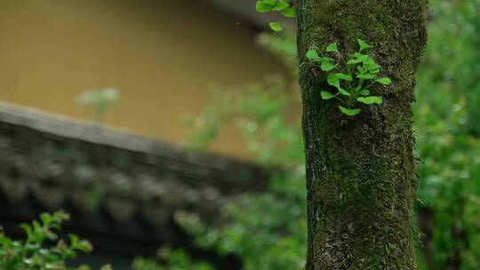 138 杭州 寺庙 古建筑 下雨天 树干