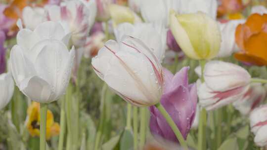 郁金香花朵花海