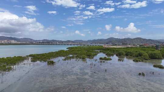 惠州盐洲海洋湿地公园-红树林湿地风光