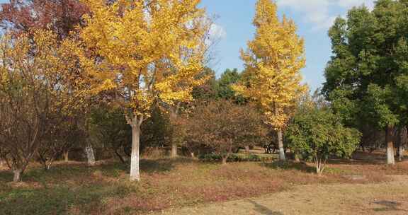 秋天森林公园美丽银杏 苏州大阳山