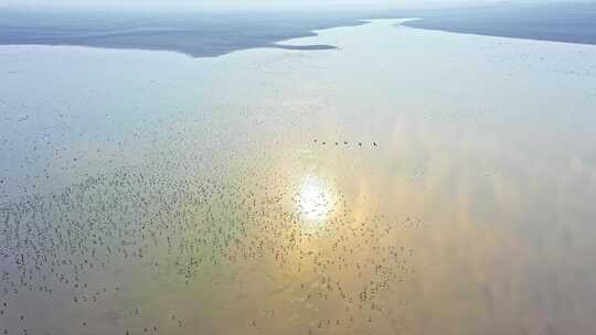 湖南岳阳东洞庭湖湿地候鸟鸟群