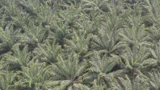 4k西双版纳热带植物棕榈树林航拍俯拍