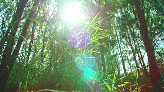夏天阳光森林树叶绿色生机