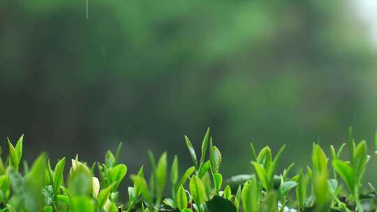 雨天的茶叶大红袍