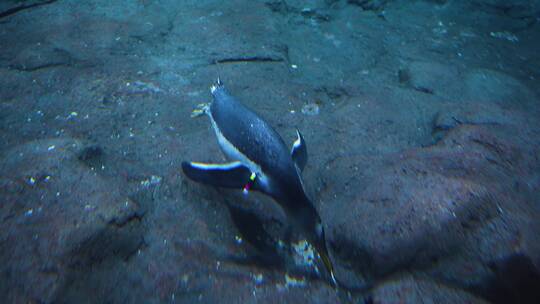 企鹅在海底觅食寻找食物