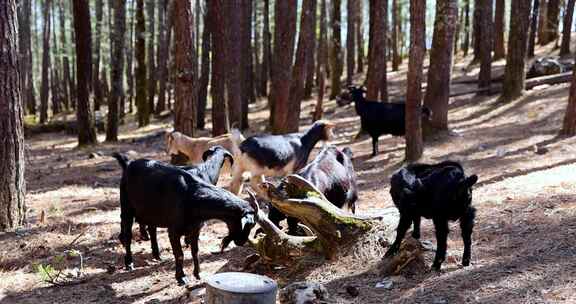 森林里的一群黑山羊