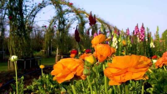 4K春天生机勃勃的花园园艺风光