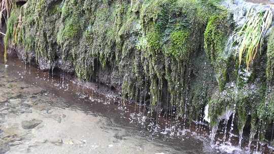 长满青苔岩石上的流水