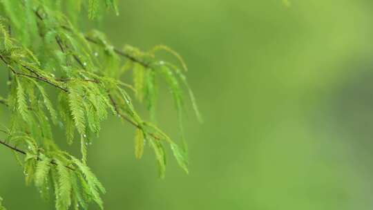 雨天的落羽杉在微风中轻轻摇曳