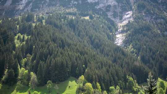 瑞士阿尔卑斯山风暴焚风中树木花粉森林的时间推移