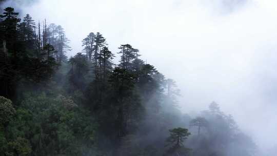 【合集】雨后云雾缭绕的森林